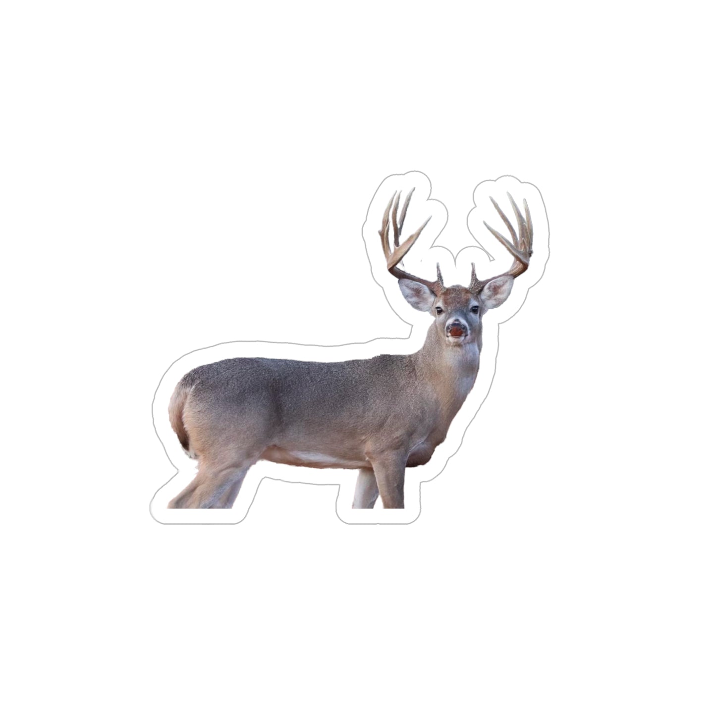 Howdy Amigo (White-tail Deer Sticker)