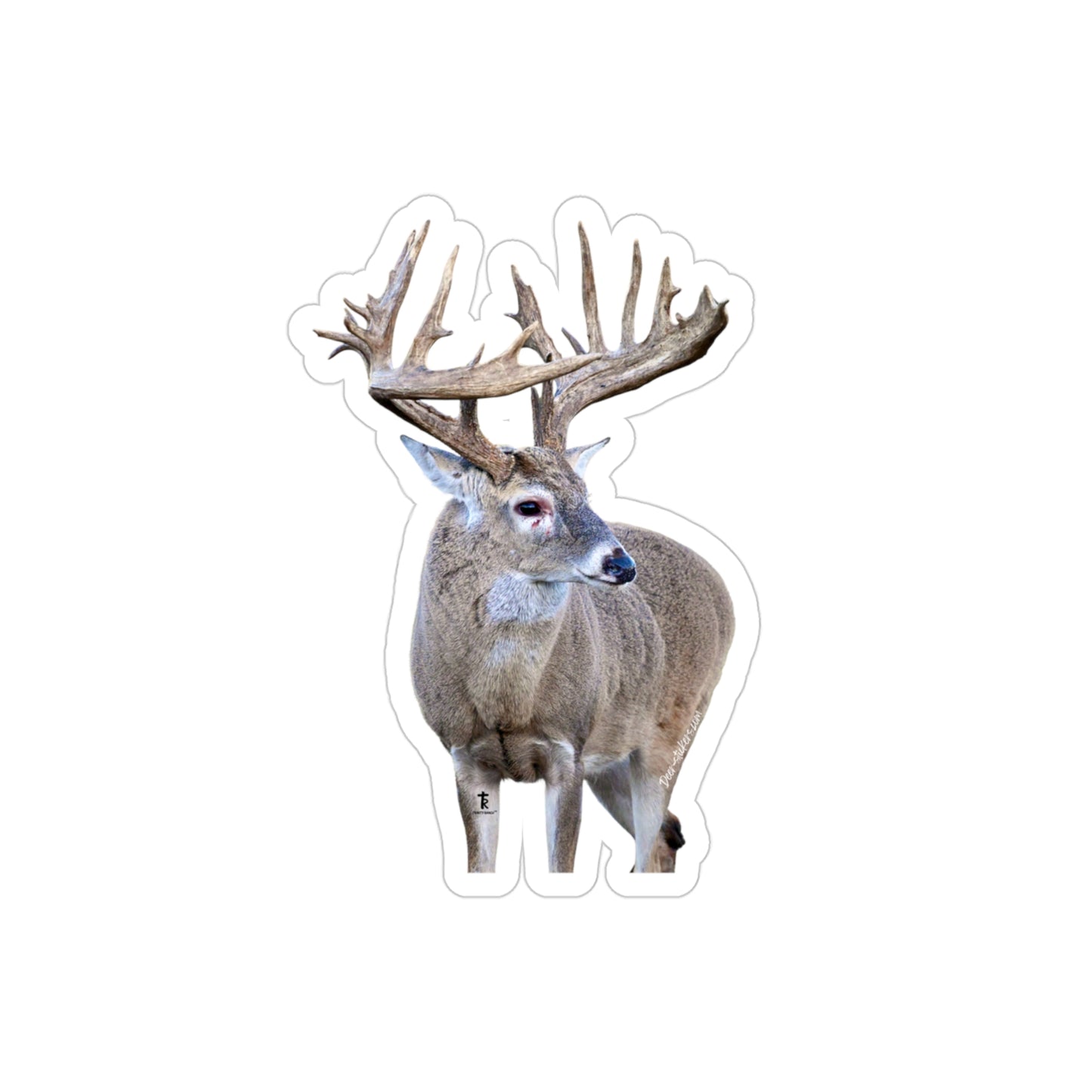 Thick Beams (White-tail Deer Sticker)