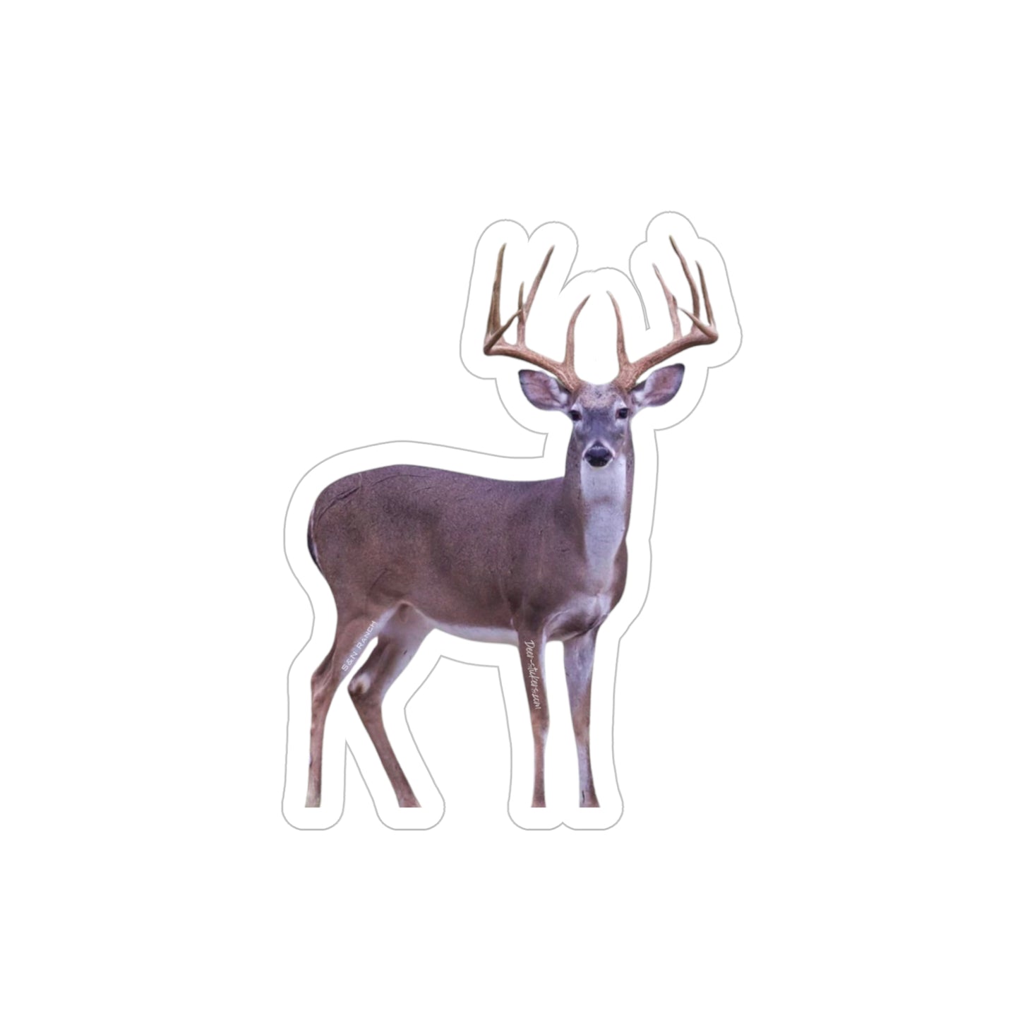 Tall and Wide (White-Tail Deer Sticker)