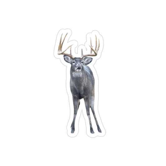 Lip Curl (White-Tail Deer Sticker)