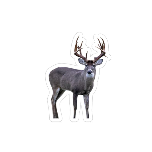 Alot Going On (White-tail Deer Sticker)